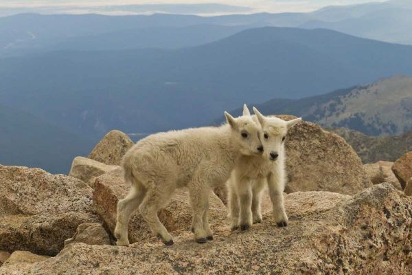 Colorado, Mount Evans Mountain goat kids on rock